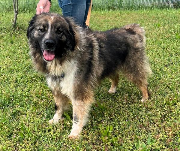 PRUGNA BELLISSIMA Foto 6